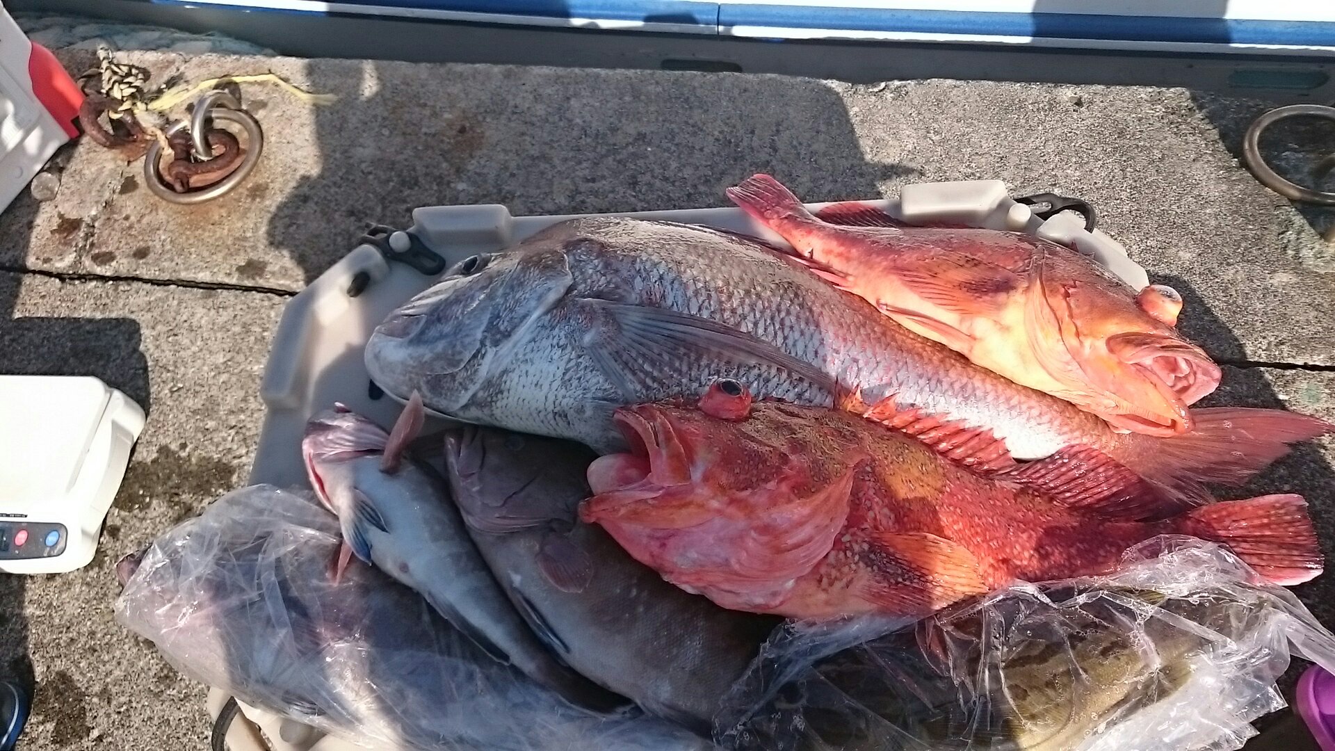 釣果情報 南伊豆の深場釣りなら秀丸 Part 78 釣果情報 南伊豆の深場釣りなら秀丸 Part 78