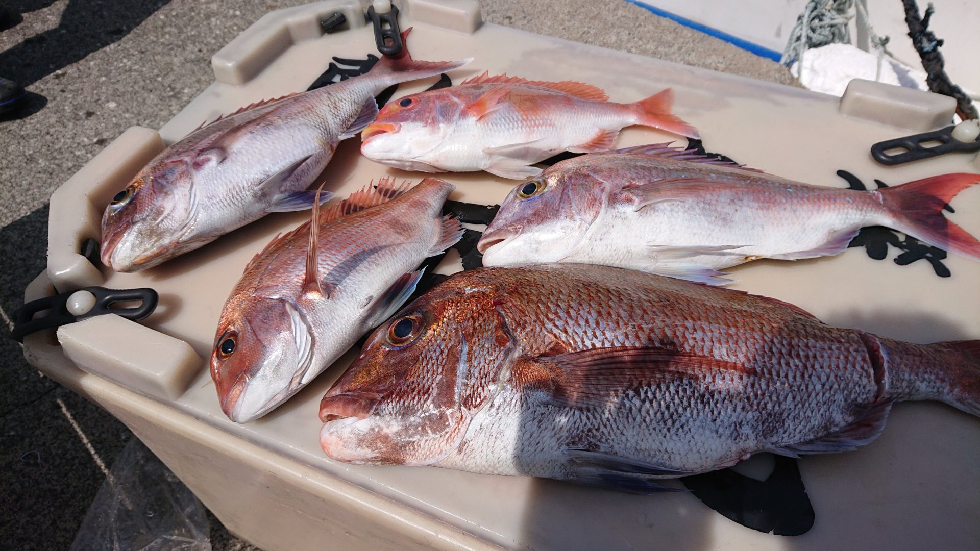 4 16 真鯛狙い 南伊豆の深場釣りなら秀丸