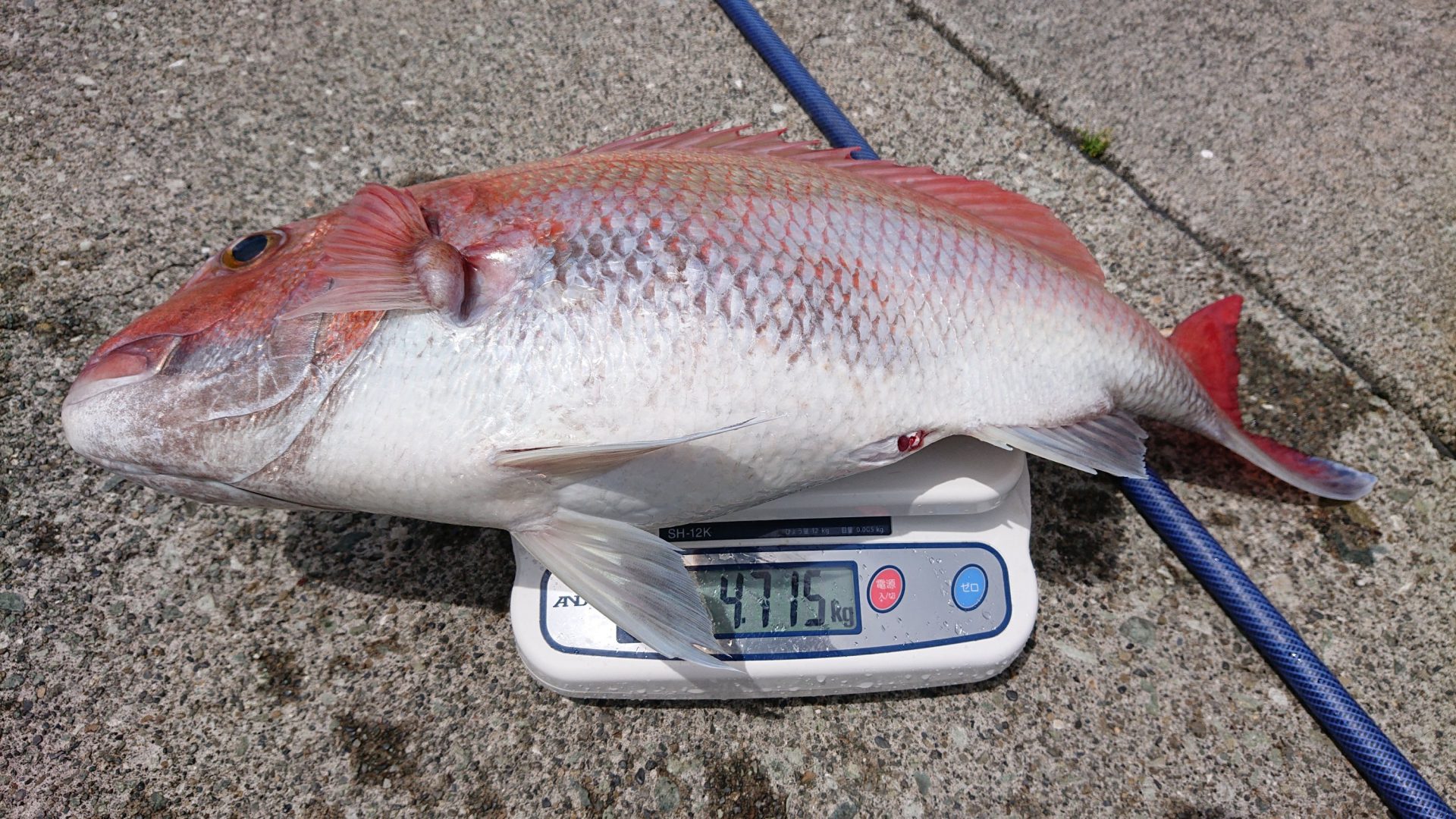 6 3 真鯛釣りに出船しました 南伊豆の深場釣りなら秀丸 6 3 真鯛釣りに出船しました 南伊豆の深場釣りなら秀丸