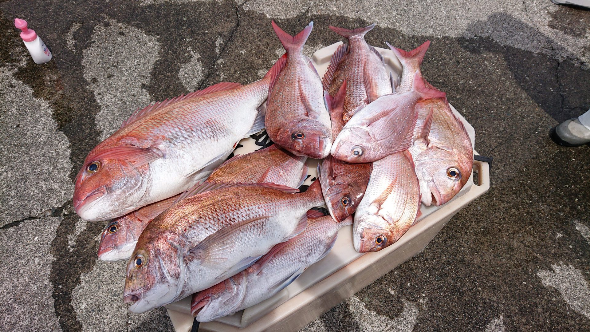 6 3 真鯛釣りに出船しました 南伊豆の深場釣りなら秀丸 6 3 真鯛釣りに出船しました 南伊豆の深場釣りなら秀丸